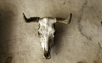 Cow skull with horns