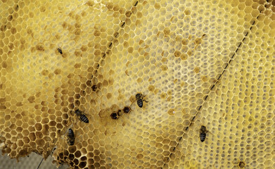 Bees on honeycomb