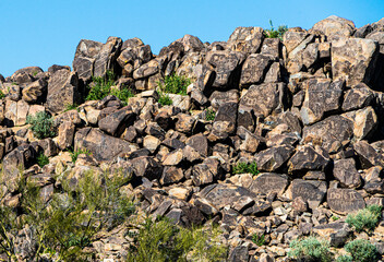 SIGNAL HILL PETROGLYPHS, Saguaro National Park 
 
