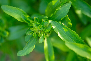 Stevia rebaudiana.Stevia rebaudiana branch on blurred green garden background. sweet leaf sugar substitute..Close up of the leaves of a stevia plant.Alternative Low Calorie Vegetable Sweetener 