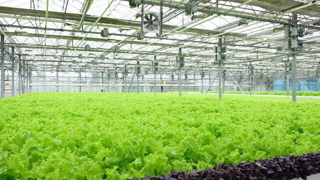 Greenhouse plantation with lettuce greenery. Concept for industrial agriculture. Rows of Plant Cultivated Inside a Large Greenhouse Building. Eco farming business. Cultivate and Selection.