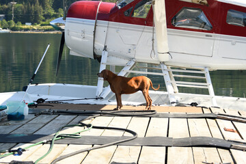 A dog standing on a dock next to a seaplane on a lake.