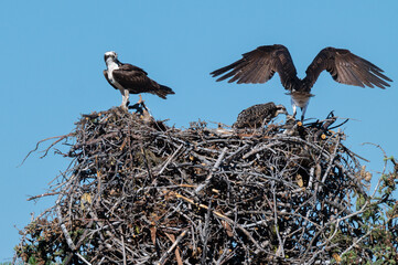 In Osprey Nest with Both Adults and chick who is feeding on trout from Adult's talon