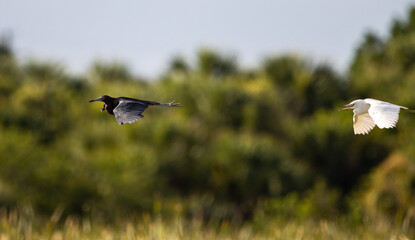 bird in flight