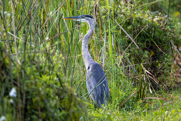 great blue heron
