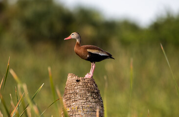 Black-bellied whistling duck 