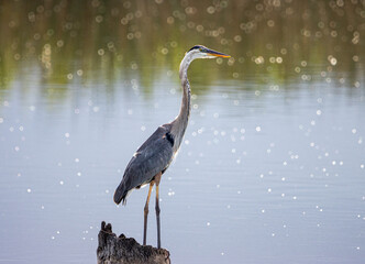 great blue heron in the water