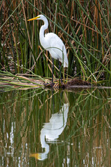 great white egret