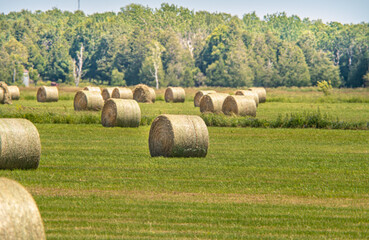 Hay bales are placed across the farm or field. Sunny landscape with round bales in hot summer. Rural scenery of straw rolls and wheat haystacks in countryside pasture.