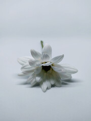 Fototapeta na wymiar A beautiful white flower isolated on white background