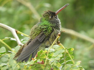 green bird on a branch