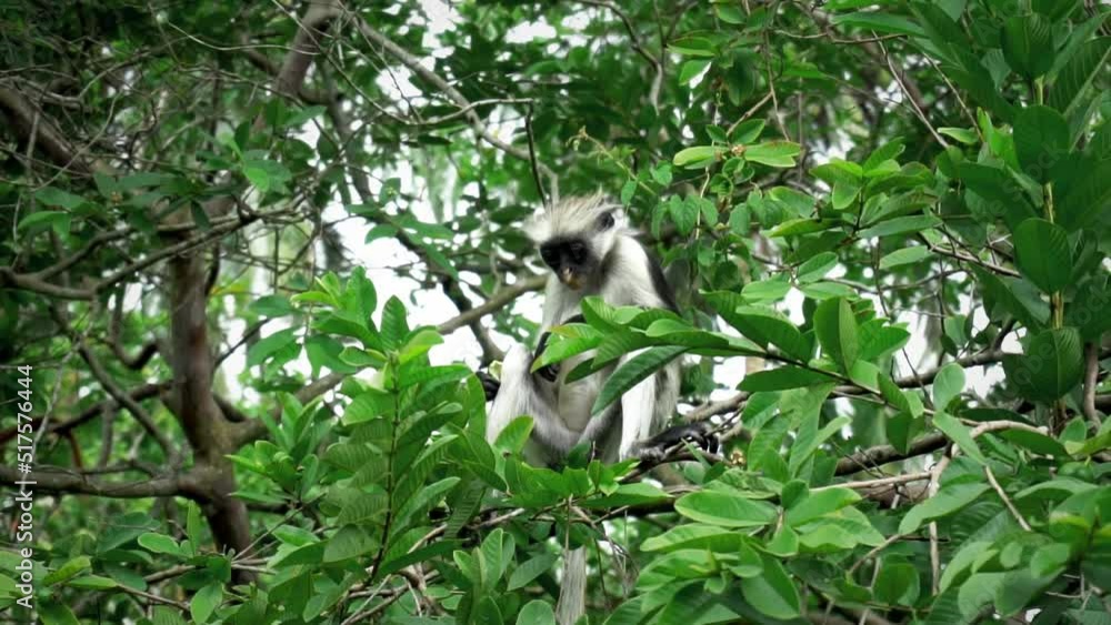 Poster slow motion clip of a monkey searching and eating fruits from the trees. monkey is seating on a bran