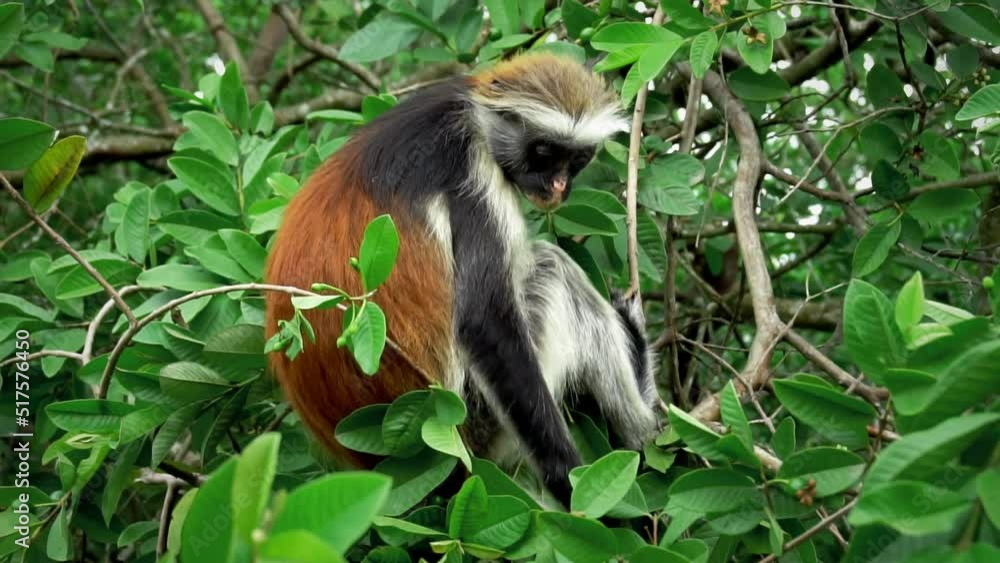 Poster slow motion clip of a monkey searching and eating fruits from the trees. monkey is seating on a bran