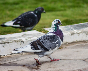 Dos palomas en el parque