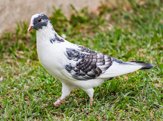 Solitaria paloma blanca de cara y alas grises