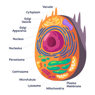 Structure human animal cell anatomy diagram of mitochondion to nucleus cellular biology drawing illustration