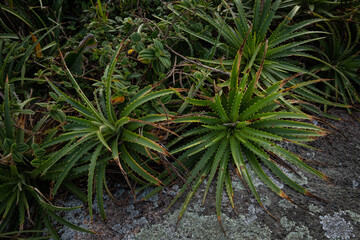 close up of a plant in brazil