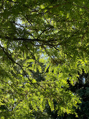 Closeup of a Honey Locust Tree in Summer,  Light Coming through the Leaves
