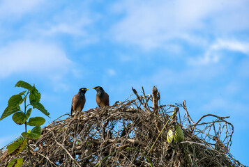 Australian Common Myna  (Acridotheres tristis)