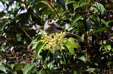 Australian Noisy Miner (Manorina melanocephala)