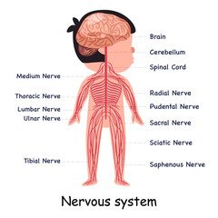 Nervous system nerve body system anatomical internal organ graphic illustration