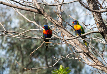 Rainbow Lorikeet (Trichoglossus moluccanus)
