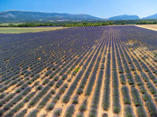 Aerial view on Plateau of Valensole with rows of blossoming purple lavender, wheat grain fiels and green trees, Provence, France