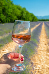Lavender flowers fields in blossom near Valensole in Provence and glass and bottle of rose wine in sunny day, summer vacation in Provence, France
