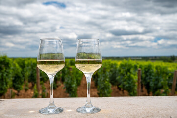 Tasting of white dry wine made from Chardonnay grapes on grand cru classe vineyards near Puligny-Montrachet village, Burgundy, France