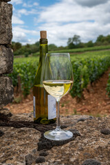 Tasting of white dry wine made from Chardonnay grapes on grand cru classe vineyards near Puligny-Montrachet village, Burgundy, France