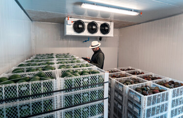 worker with a tablet writing in a hass avocado refrigerator or warehouse