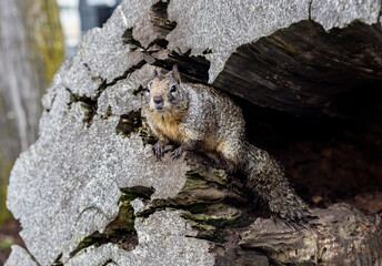 A ground squirrel hiding in the tree trunk