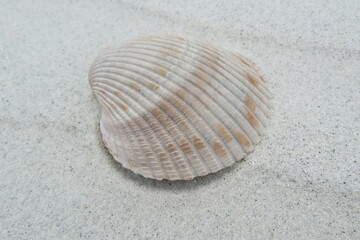 Beautiful beige seashell on white sand in Florida beach