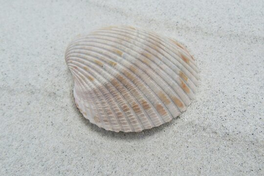 Beautiful beige seashell on white sand background on Florida beach