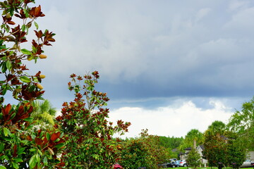 crepe myrtle Lagerstroemia indica flower in summer	