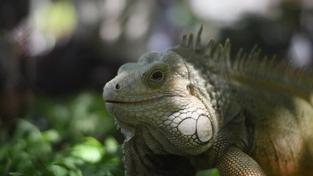 iguana, cuerpo completo de iguana 
