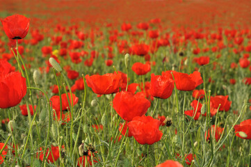 Poppy meadow in the beautiful light of the evening sun. Romantic sunset over a poppy meadow. Field of poppies.
