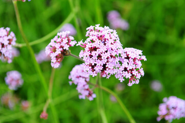 Fototapeta premium flowers in the wild,which can be used as background