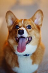 corgi