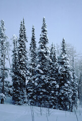 Snowy Winter Trees