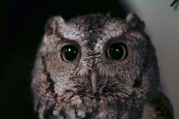 Close up of owl's face