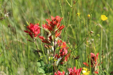 Red Blooms, Banff National Park, Alberta