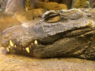 croc head