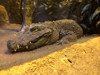sleeping croc