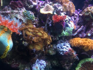Naklejka na ściany i meble coral in tank
