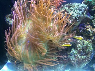 Naklejka na ściany i meble colorful coral in tank