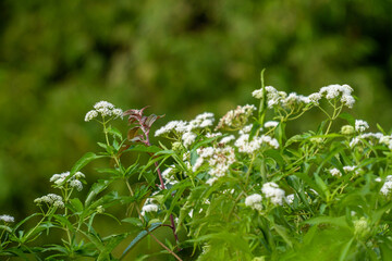 The tip of the frost weed plant has green heart-shaped leaves, the flowers of the plant will turn from green to white as they get older