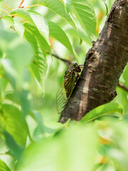 【昆虫】木に止まっている夏のクマゼミ
