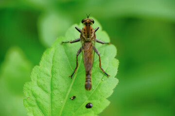 The Asilidae are a family of robber flies, also called killer flies. They are strong, hairy flies with a short, sturdy proboscis that covers the sharp, sucking hypopharynx. Macro shoot