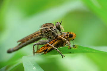 Robber fly pounces on prey on leaves isolated on blurred background